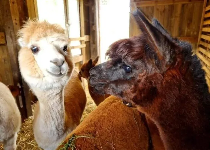 Domek Letniskowy Nad Stawem ヴィラ Lipusz