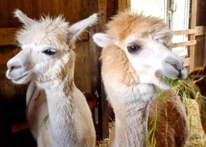 Domek Letniskowy Nad Stawem *